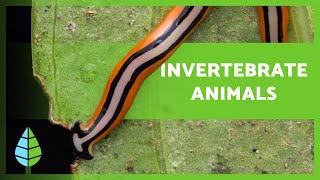 INVERTEBRATES   (Characteristics, Classification and Examples)