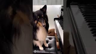 피아노치는강아지 "엄마나좀보세요 잘하죠"#피아노 #piano #천재견 ︎