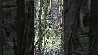 Охота на зайца. Съёмка с подствольной камеры.