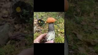 НЕТРОНУТЫЙ ЛЕС - ГРИБЫ НА КАЖДОМ ШАГУ! НИ ПРОЕХАТЬ, НИ ПРОЙТИ!