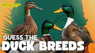 Duck Identification Quiz: Test Your Knowledge! #duck #quiz