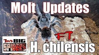 Molt Updates Featuring H.  chilensis