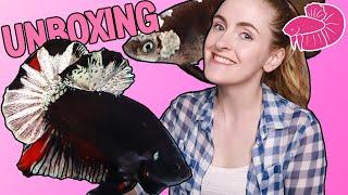 Betta Fish Unboxing! Black Stars and Tancho Bettas