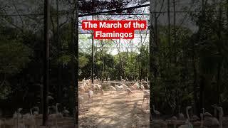 The March of the Flamingos