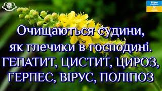 Очищаються судини, як глечики в господині. ГЕПАТИТ, ЦИСТИТ, ЦИРОЗ, ГЕРПЕС, ВІРУС, ПОЛІПОЗ