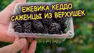 Ежевика - саженцы нового сорта Кеддо из верхушек однолетнего саженца. Как размножить ежевику быстро.