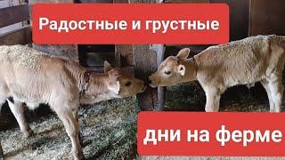 Очень сложный отел!Борьба за жизнь коровы! #деревня #двойня #жизньнаферме