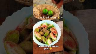 Harvesting and tasting guava#youtube#shorts#shorts video