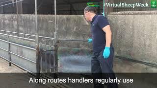 Designing a safe sheep handling unit - Virtual Sheep Week