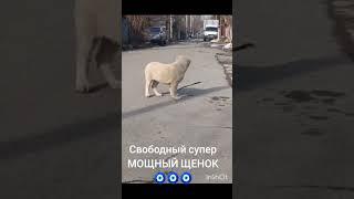 СУПЕР МОЩНЫЙ ПАЦАН.Готов к переезду в новый дом 