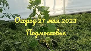 Первый урожай 27 мая 2023