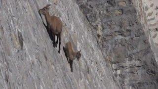 El insólito paseo de dos cabras en Italia