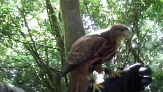 School of Falconry, Ireland VIII