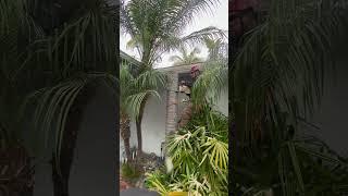 Pops felt sad he had to remove this king palm tree