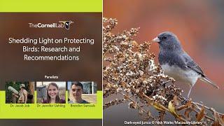 Shedding Light on Protecting Birds: Research and Recommendations