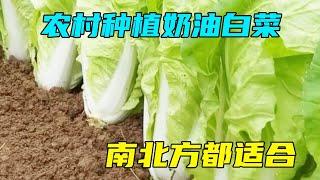 农村种植奶油白菜，亩产6500斤，3元1斤，看懂的今年别错过【三农雷哥】