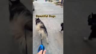 Husky Dog/Saibarian Husky Dog/Black Dog#husky#dogs#shorts #shortvideo#shortvideos