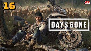 Days Gone. Бухарь снова в седле. Прохождение № 16. (ПК)