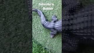 Crocodiles in the Garden! #shorts