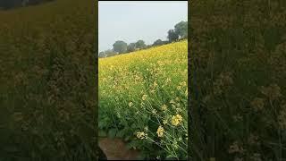 #jaat #kheti #agriculture #yellow #mustard