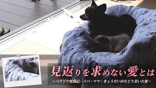 パグゾウと過ごす日々、パパ・ママ・きょうだいがたどり着いた愛。