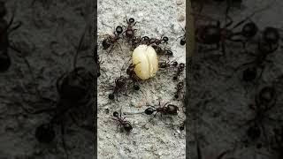 Ants taking food to there home #Padma Gopu #Subscribe #Like #Share