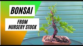 How to Make a Bonsai Tree