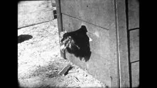 Trouble in the Farmyard 1920