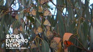 Beloved monarch butterfly populations are shrinking, officials warn