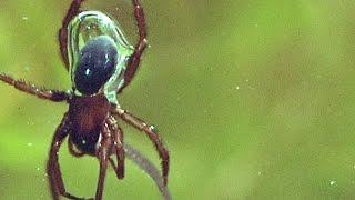 Incredible: This Underwater Spider Has an Actual Scuba Tank