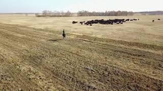 COWMAS horse ride Angus cattle farm Kazakhstan