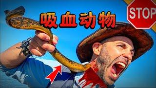 一年杀死70万人！5个地球上最恐怖的吸血鬼动物5 of the scariest vampire animals on Earth