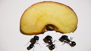 Apple Timelapse - Ants Eating Timelapse