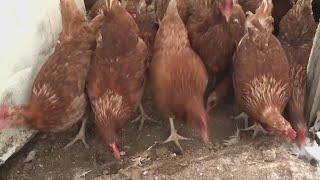 Iowa Bird Rehabilitation provides safety tips in face of bird flu uptick