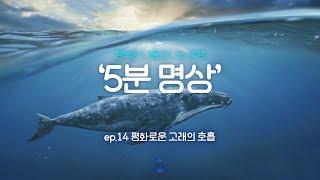 [제5회 서울국제명상엑스포] K-청소년 5분명상 : ep.14 '평화로운 고래의 호흡'