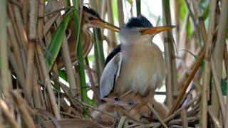 Little bittern with her chicks