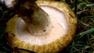 Lactarius turpis, bleeding white peppery latex