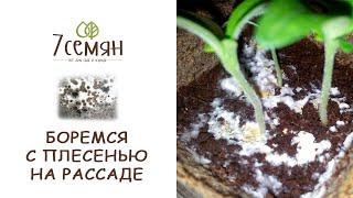 ПЛЕСЕНЬ НА РАССАДЕ: профилактика и самый эффективный способ борьбы / 7 семян
