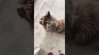 Maine Coon | La coccola e si gioca ! ‍⬛ |#mainecoon