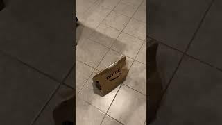 Funny Scottish Terrier dog is afraid of Amazon Prime bags