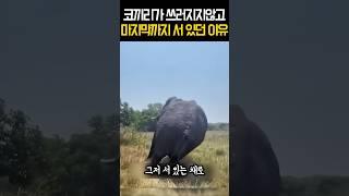 엄마 코끼리가 쓰러지지않고 마지막까지 서 있던 이유