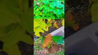 Natural #new #my #youtube #video #vlog #subscribe #vairal #shorts #short #tiktok #natural #usa #wow