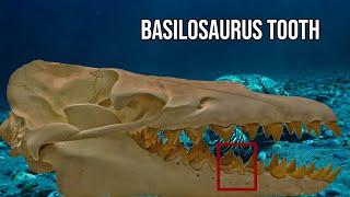 Rare basilosaurus tooth find in New Zealand