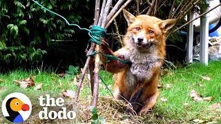 Guy Detangles A Fox From Clothesline | The Dodo