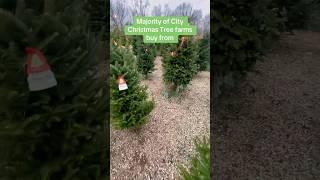 How much $$$ can Owning a Christmas Tree Farm make you?