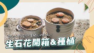 【開箱系列 Ep4】生石花開箱&種植分享 最像寶石的植物 The living stone~Lithop!The prettiest succulent in the world | 猩巴達 #石頭玉