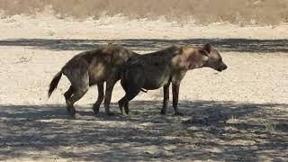 Injured howling Hyaena at Lijersdraai Water Hole