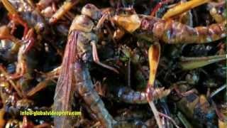SCORPION & COCKROACH STEW, PATTAYA, THAILAND