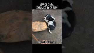 "난 한방만 노려.." 자라한테 까불던 댕댕이가 화들짝 놀란 까닭