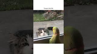 Hilarious Parrot Plays Peek-a-boo with cat!